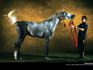 Картинка животные лошади