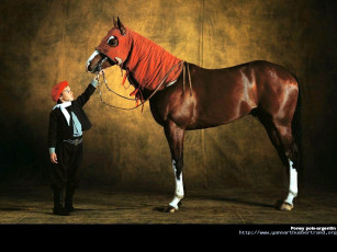 Картинка животные лошади