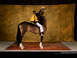 Картинка животные лошади