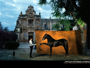 Картинка животные лошади