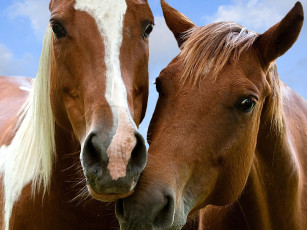 Картинка животные лошади