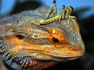 Картинка животные разные вместе