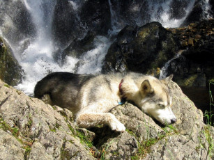 Картинка животные собаки