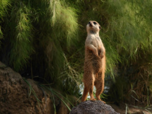 Картинка животные сурикаты