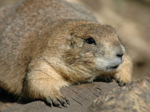 Картинка животные суслики сурки