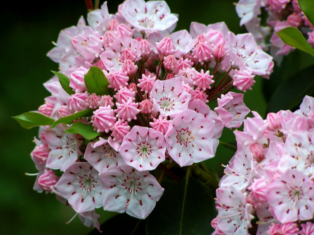 Обои картинки фото цветы, цветущие, деревья, кустарники