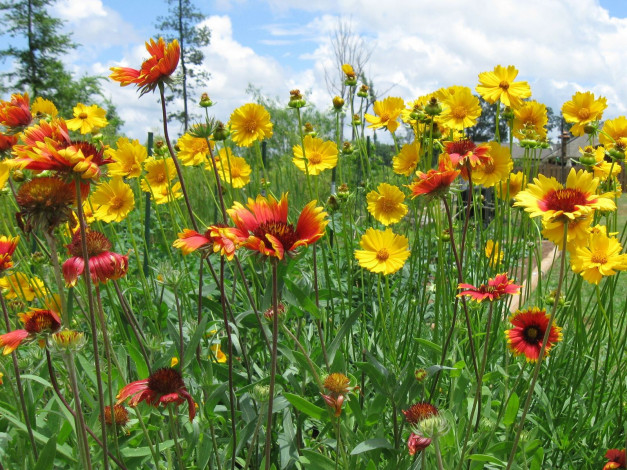 Обои картинки фото цветы, разные, вместе