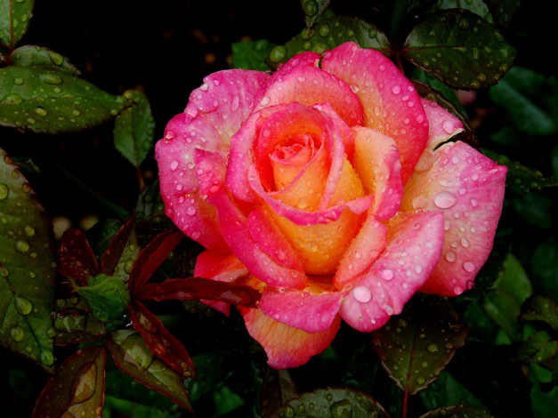 Обои картинки фото цветы, розы