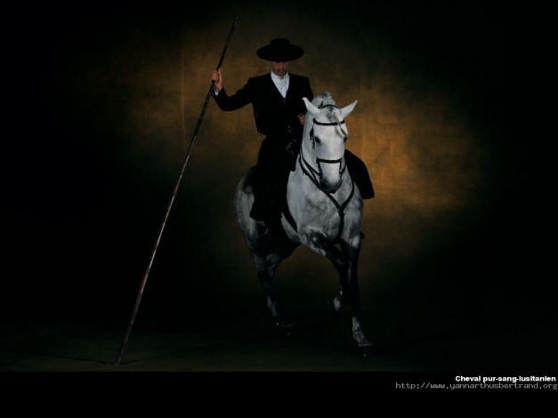 Обои картинки фото животные, лошади