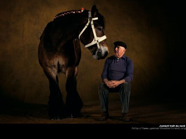 Обои картинки фото животные, лошади