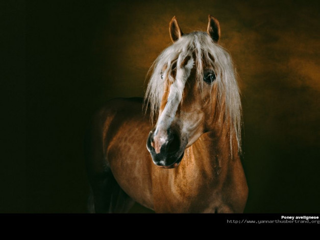 Обои картинки фото животные, лошади