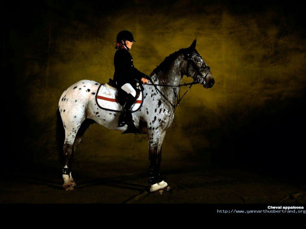 Обои картинки фото животные, лошади