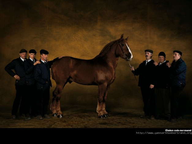 Обои картинки фото животные, лошади