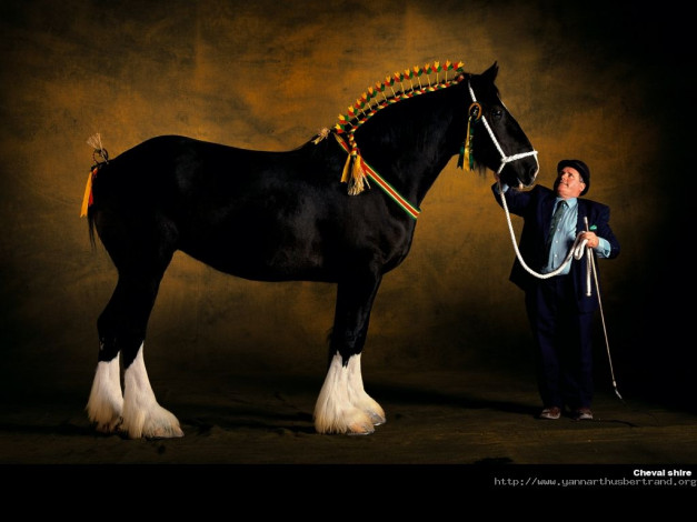 Обои картинки фото животные, лошади