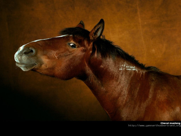 Обои картинки фото животные, лошади