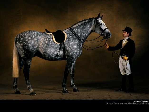 Обои картинки фото животные, лошади