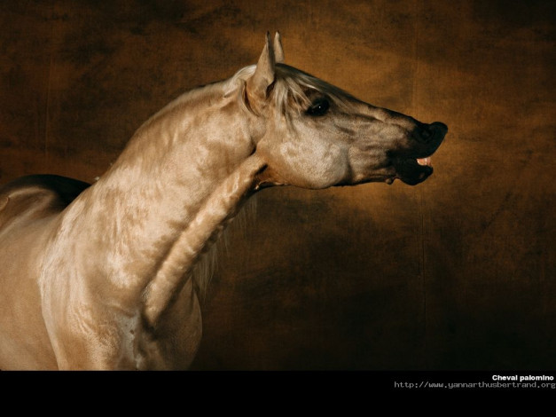 Обои картинки фото животные, лошади