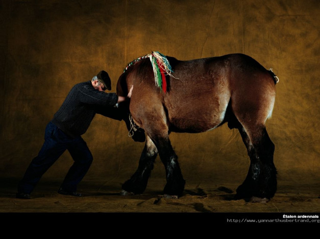 Обои картинки фото животные, лошади