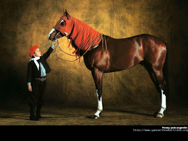 Обои картинки фото животные, лошади