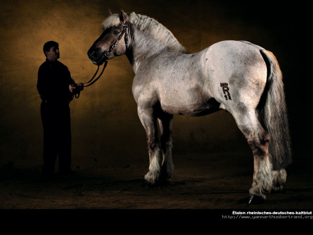 Обои картинки фото животные, лошади