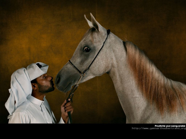 Обои картинки фото животные, лошади