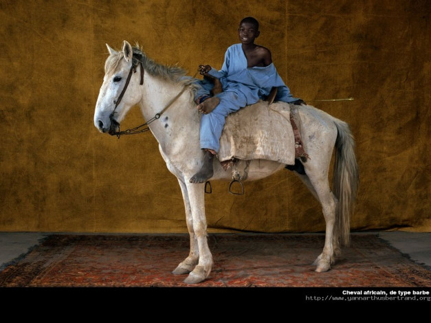 Обои картинки фото животные, лошади