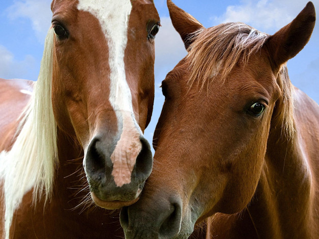 Обои картинки фото животные, лошади