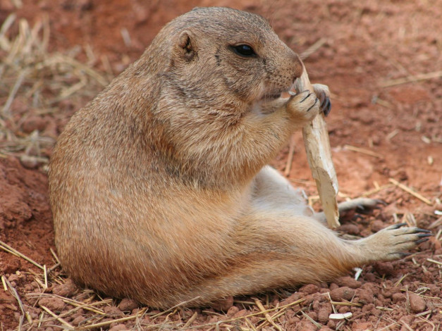 Обои картинки фото животные, суслики, сурки