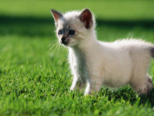 Картинка животные коты