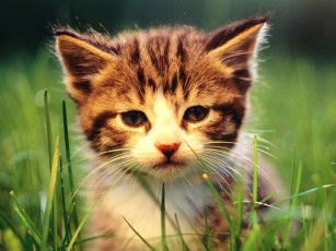 Картинка животные коты