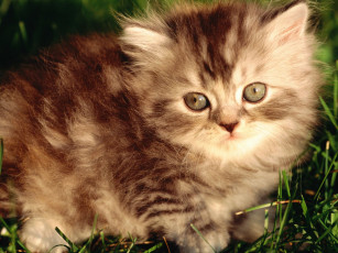 Картинка животные коты