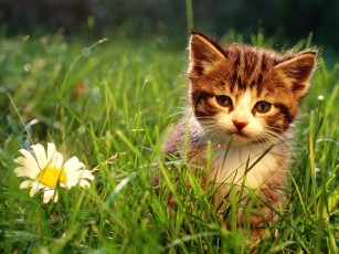 Картинка животные коты