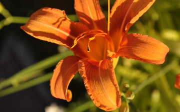 Картинка цветы лилии лилейники