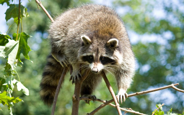 обоя животные, еноты