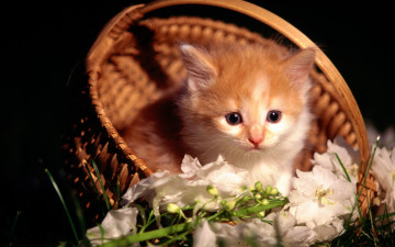 Картинка животные коты