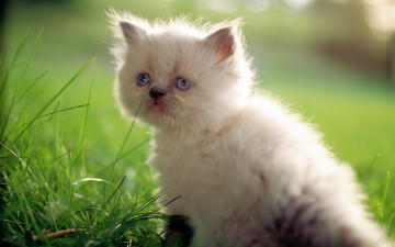 Картинка животные коты