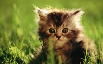 Картинка животные коты