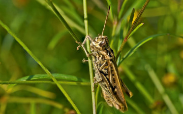 Картинка животные кузнечики саранча