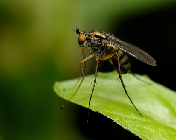 Обои картинки фото животные, насекомые