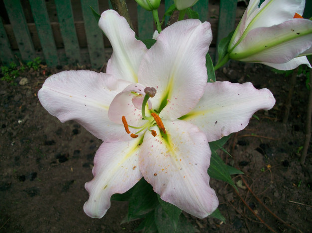 Обои картинки фото цветы, лилии, лилейники