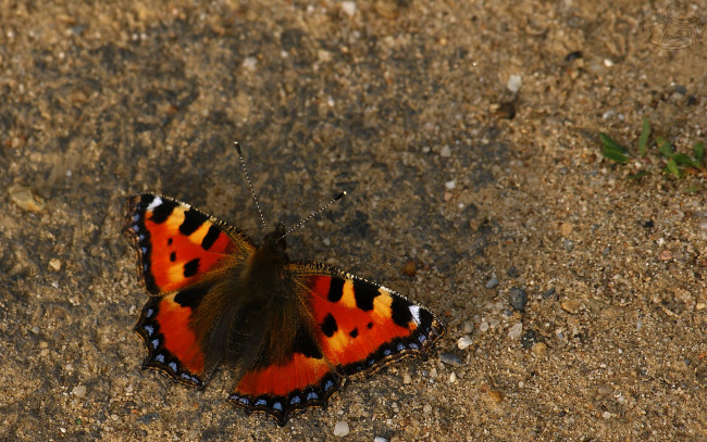 Обои картинки фото животные, бабочки