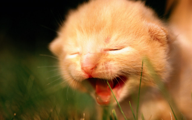 Обои картинки фото животные, коты