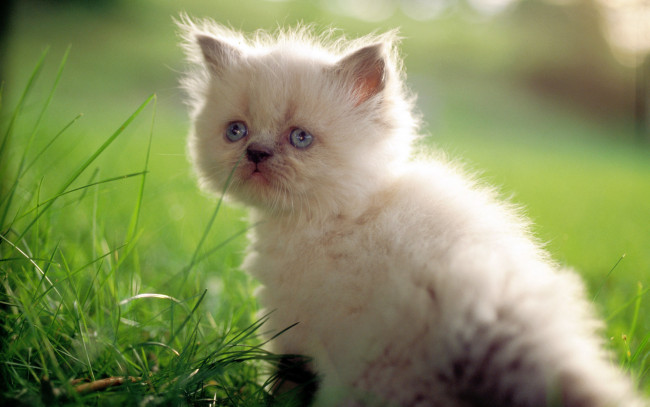 Обои картинки фото животные, коты