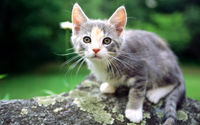 Обои картинки фото животные, коты