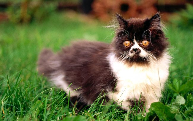 Обои картинки фото животные, коты