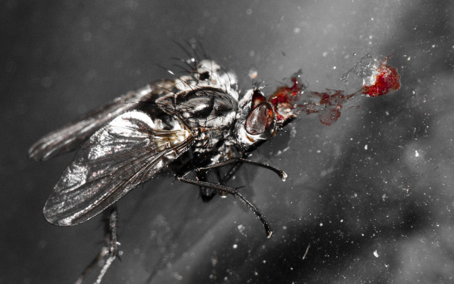 Обои картинки фото животные, насекомые