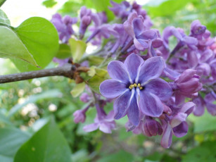 Картинка цветик восьмицветик цветы сирень