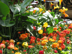 Картинка цветы разные вместе купальница огонек каллы