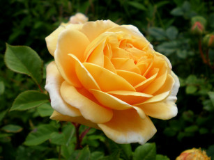 Картинка цветы розы желтый большой