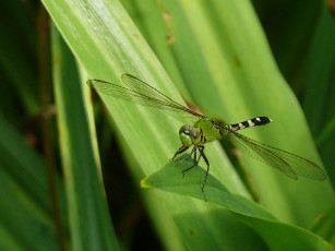 Картинка животные стрекозы